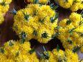 IMG 1525 IMG 1525