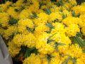 IMG 1542 IMG 1542