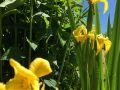 IMG 2421 IMG 2421